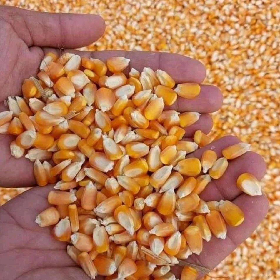 Shree Arpitha Supari Traders Shree Arpitha Supari Traders
