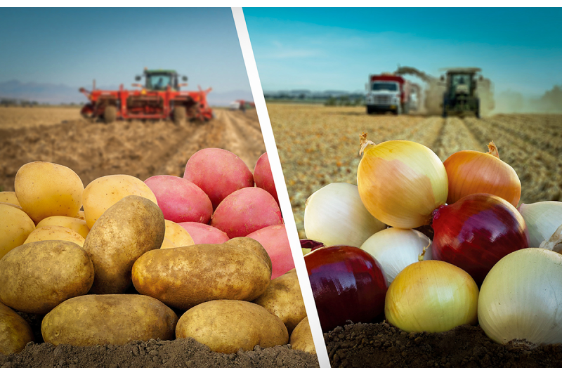 Gour Export Import Industries Gour Export Import Industries