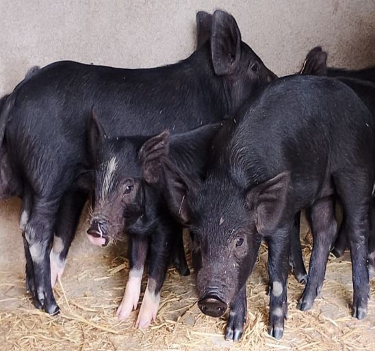 Akash Pig Farm Akash Pig Farm