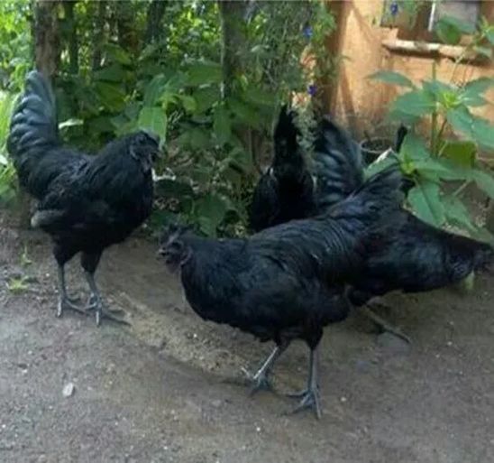 Milli Desi Poultry Farm