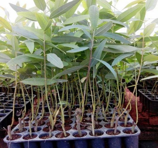 New Star Clone Nursery