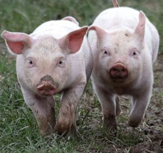 Raju Pig Farming