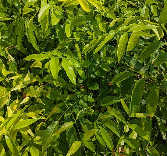 Pravendra Traders Pravendra Traders