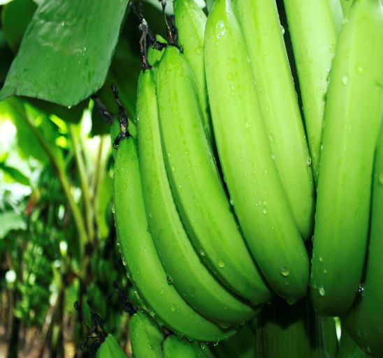 Kalandai Farmers Producer Company Limited Kalandai Farmers Producer Company Limited