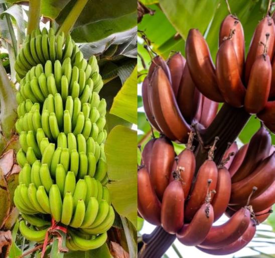 MGR Banana Merchant MGR Banana Merchant