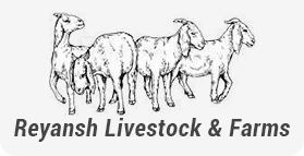 Reyansh Livestock & Farms