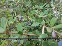 Berberis aristata, (Daruharidra, Indian barberry)