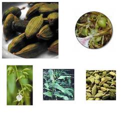 Elettaria Cardamomum (Elaichi chhoti, Cardamom):