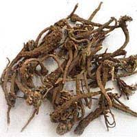 Inula Racemosa (Pushkarmool, Orris Root)