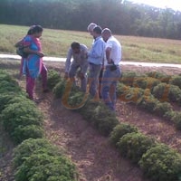 Herbs Cultivation Trials