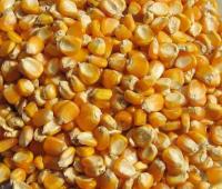 Agro Seeds