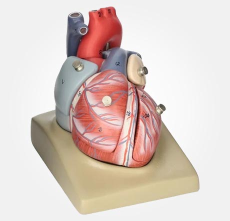 Human Heart Model