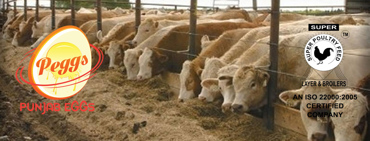 Animal Feed Supplements Animal Poultry Feed Concentrate Feed Manufacturers Supplier India