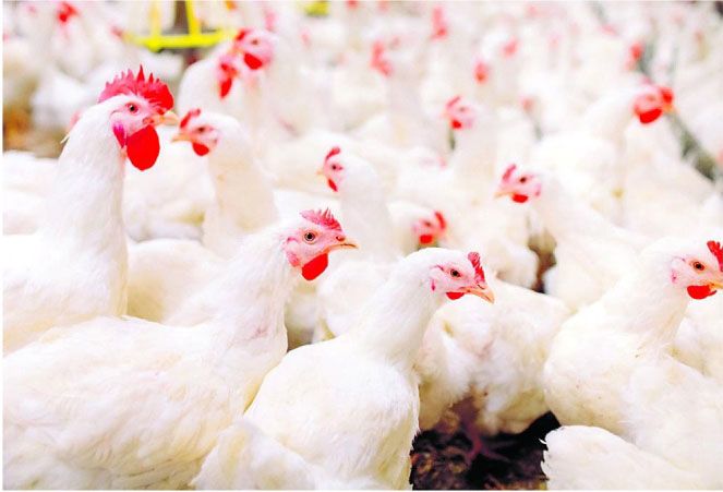 Simfa Labs Private Limited