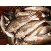 Croaker Fishes
