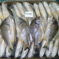 Sea Bream Fishes