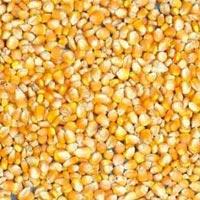 Food Grains