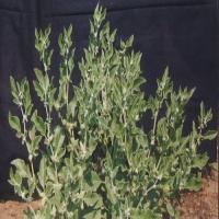 Ashwagandha Cultivation