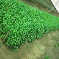 Mandukaparni Cultivation