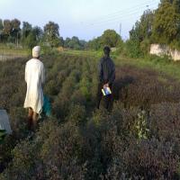 Tulsi Cultivation