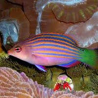 Marine Aquarium Fish 02