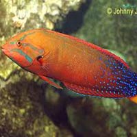 Marine Aquarium Fish 03