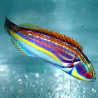 Marine Aquarium Fish 05