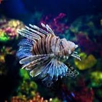 Marine Aquarium Fish 11
