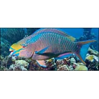 Marine Aquarium Fish 13