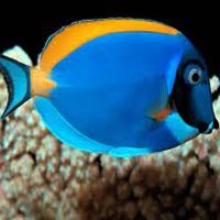 Marine Aquarium Fish 15