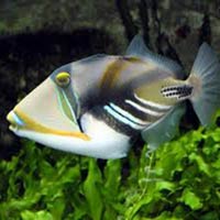 Marine Aquarium Fish 18