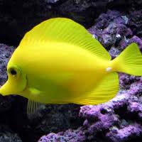 Marine Aquarium Fish 19