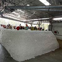 Raw Cotton Heap