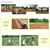 Seed Sowing
