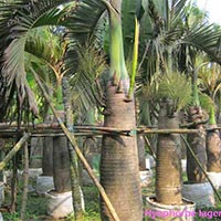 Sampion Palm