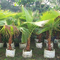 Washingtonia Palm