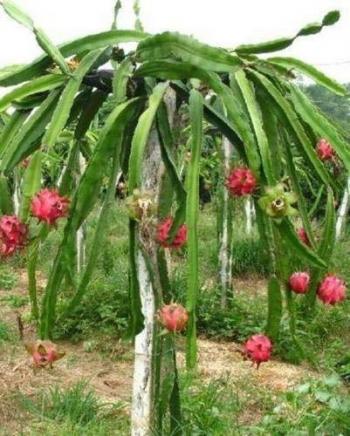 Dragon Fruit Plants