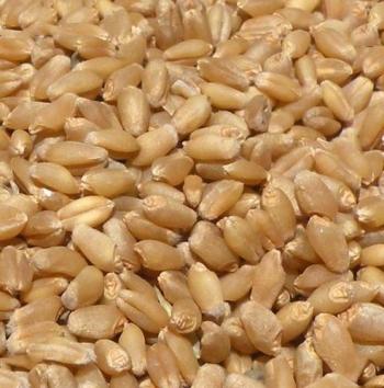 HD Wheat Seeds