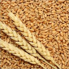 PBW Wheat Seeds