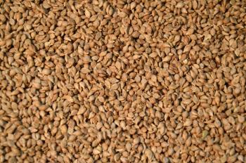 Millet Seeds