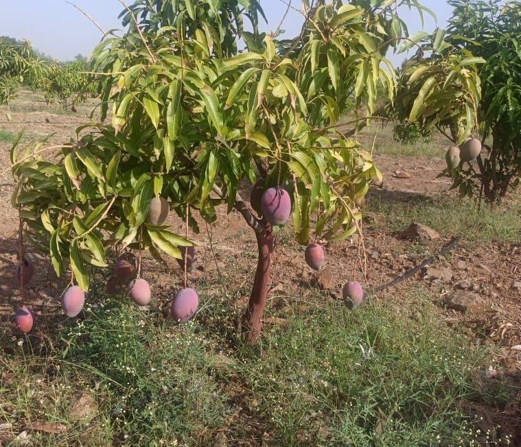 Royal Aamved Organics