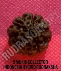 Papua New Guinea Rudrakshas