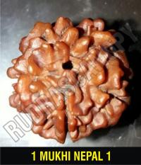 Nepal Rudraksha