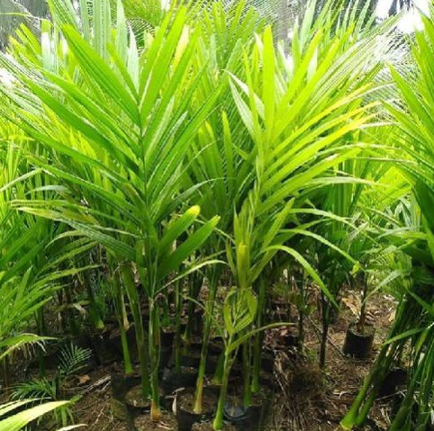 Bio Horticulture Nursery