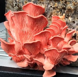 Fresh Oyster Mushrooms