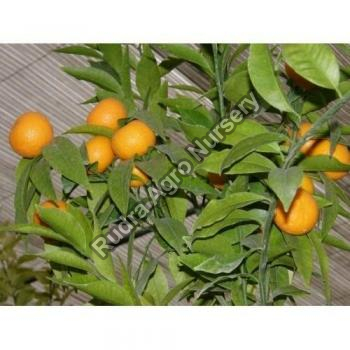 Orange Plants
