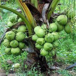 Coconut Plants