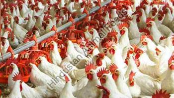 Broiler Poultry Feed