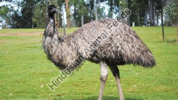 Emu Feed