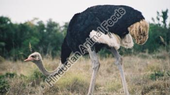 Ostrich Feed